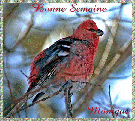 http://moniquebeauchamp.org/img3/bonne-sem-oiseaux-6ani.gif