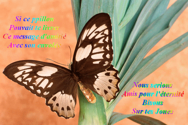 amitie-papillon-600-400.gif