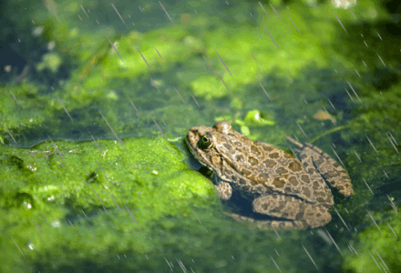 grenouille-helene13-440-300.gif