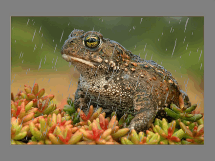 pluie-grenouille.gif