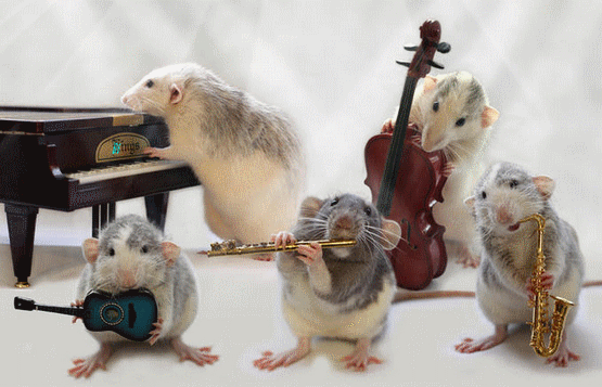 http://moniquebeauchamp.org/img4/souris-orchestre-monia2009.gif