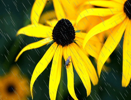 tournesol-pluie.gif
